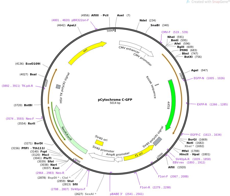 pCytochrome C-GFP质粒图谱